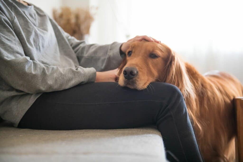 Is Your Dog Manipulating You With Puppy Dog Eyes? Probably.